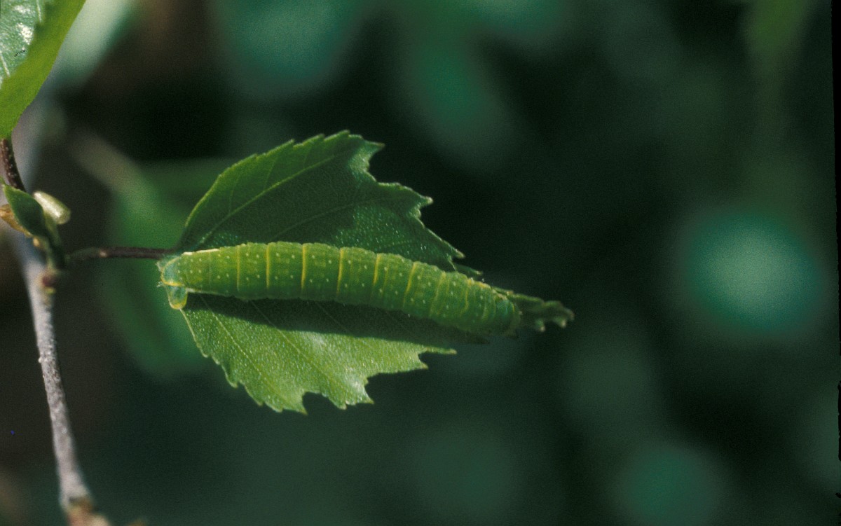 Epirrita autumnata, Autumnal Moth